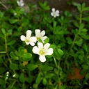 earthborn-elements-bacopa-monnieri-200-c-5.jpg