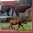 equerrys-better-horse-belly---horse-supp-4.jpg