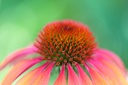cedar-bear-echinacea-super-immune-blend--2.jpg