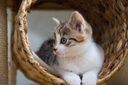 i-love-my-pets-llc-cat-skin-supplement---4.jpg