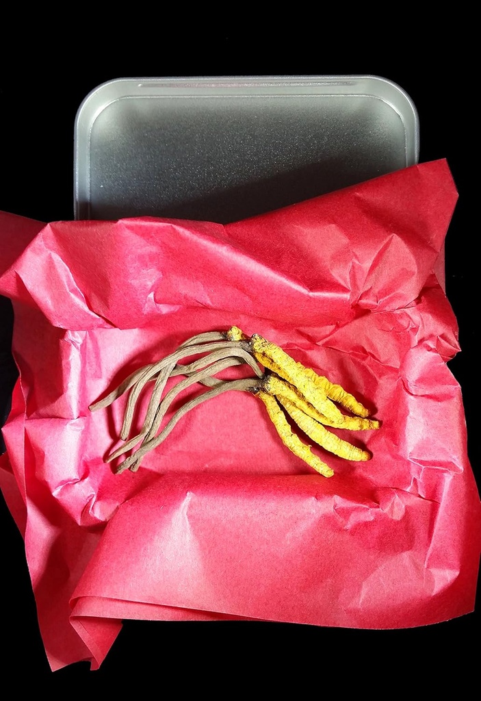 wild-cordyceps-whole-himalyan-cordyceps--4.jpg