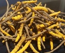 wild-cordyceps-whole-himalyan-cordyceps--5.jpg