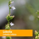 herb-pharm-certified-organic-lobelia-liq-2.jpg