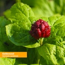 herb-pharm-certified-organic-goldenseal--2.jpg