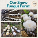 vitality---pure-organic-snow-fungus-101--5.jpg