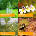 Herb Pharm Kids Sinus Samurai & Immune Fortifier Organic Liquid Herbal Formulas, 1 Fl Oz & 1 Ounce 5