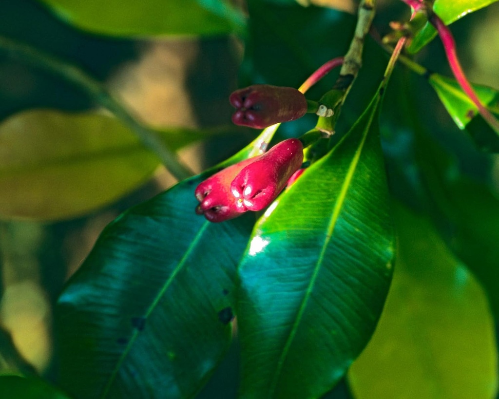 Herb Pharm Certified Organic Clove Liquid Extract - 1 Ounce 6