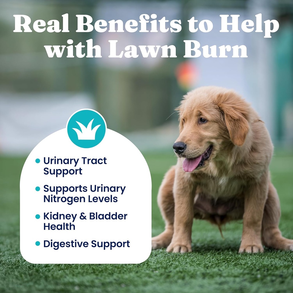 Solid Gold Cranberry Supplement for Dogs & Cats for Urinary Tract Health - Berry Balance Chews UTI + Bladder + Kidney Support for Cats and Dogs with Antioxidants 5