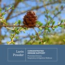 Eclectic Institute Raw Freeze-Dried Non-GMO Larix Capsules | Immune, Respiratory, and Ear Support | 100 CT (400 mg) 4