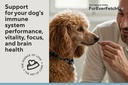 senior-dogs-brain-vision-support-slows-c-6.jpg