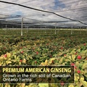 aki-american-ginseng-powder-with-4-ginse-6.jpg