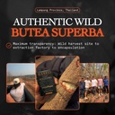 based-supplements-butea-superba-extract--2.jpg