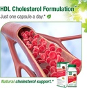 bell-hdl-cholesterol-formulationTM-chole-6.jpg