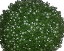 raw-power-spirulina-cold-pressed-tablets-2.jpg