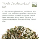 purple-coneflower-herb-echenecia-tea---i-6.jpg