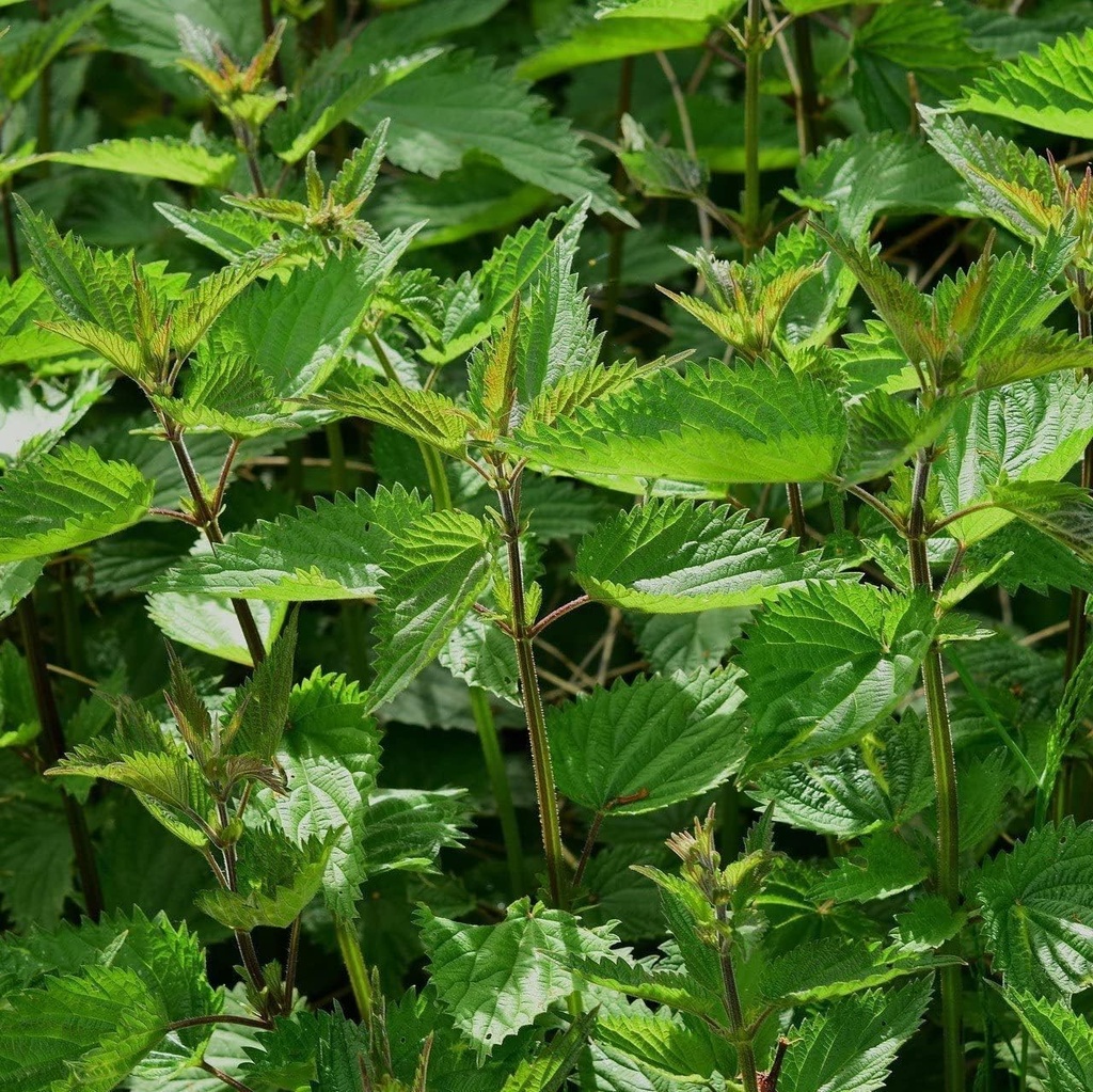 Stinging Nettle (Urtica Dioica) - 100 Frø af OrginBud