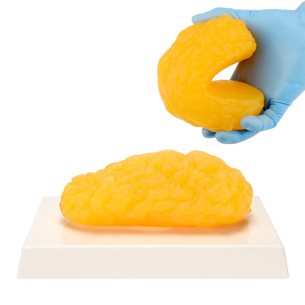Human Body Fat Replica, 1 LB Fat Anatomi Model for Anatomi Class Display, Stay Sunde, Vægttab Motivation Reminder