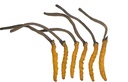 Wild Cordyceps, Whole Himalyan Cordyceps Sinensis Mushroom, Ægte og meget sjælden, High Grade, Boost Energy, Reducere stress for mænd og kvinder, 3 Bedste
