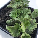 Organic Stinging Nettle Plant, Urtica dioica - Live Plant i 2,5 "Pot - Survival Food, Ernærende Herb af Smoke Camp Crafts