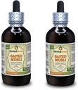Safed Musli, Bahera (Chlorophytum Borivillianum) Tørret Root Liquid Extract (Brand Name: HerbalTerra, Stolt Made in USA) 2x4 oz