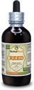 Reed (Phragmites communis) Tinktur, Tørrede Stems Liquid Extract (Brand Name: HerbalTerra, Stolt Made in USA) 4 fl.oz (120 ml)
