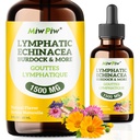 Lymporial Drainage Drops Pack 1- Lymph Detox, Circulation - Lymporial Drainage Kosttilskud med urter Organic, Echinacea, Mælkebøtte, Burdock, Cleaver Herb - immunsystemet support & rense