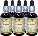 BlackBerry (Rubus fruticosus) Tinktur, Økologisk Tørrede blade flydende ekstrakt (Brand Name: HerbalTerra, Stolt Lavet i USA) 5x2 fl.oz (5x60 ml)