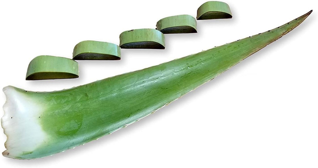 3 Pounds Organic Extra Large Aloe Vera Barbadensis grønne blade