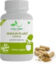 Generisk JAGGY Premium Insulin Plant Capsules (Costus Igneus) Natural Supplement 240 Veggie Capsules (60 dages forsyning) Insulin Plant
