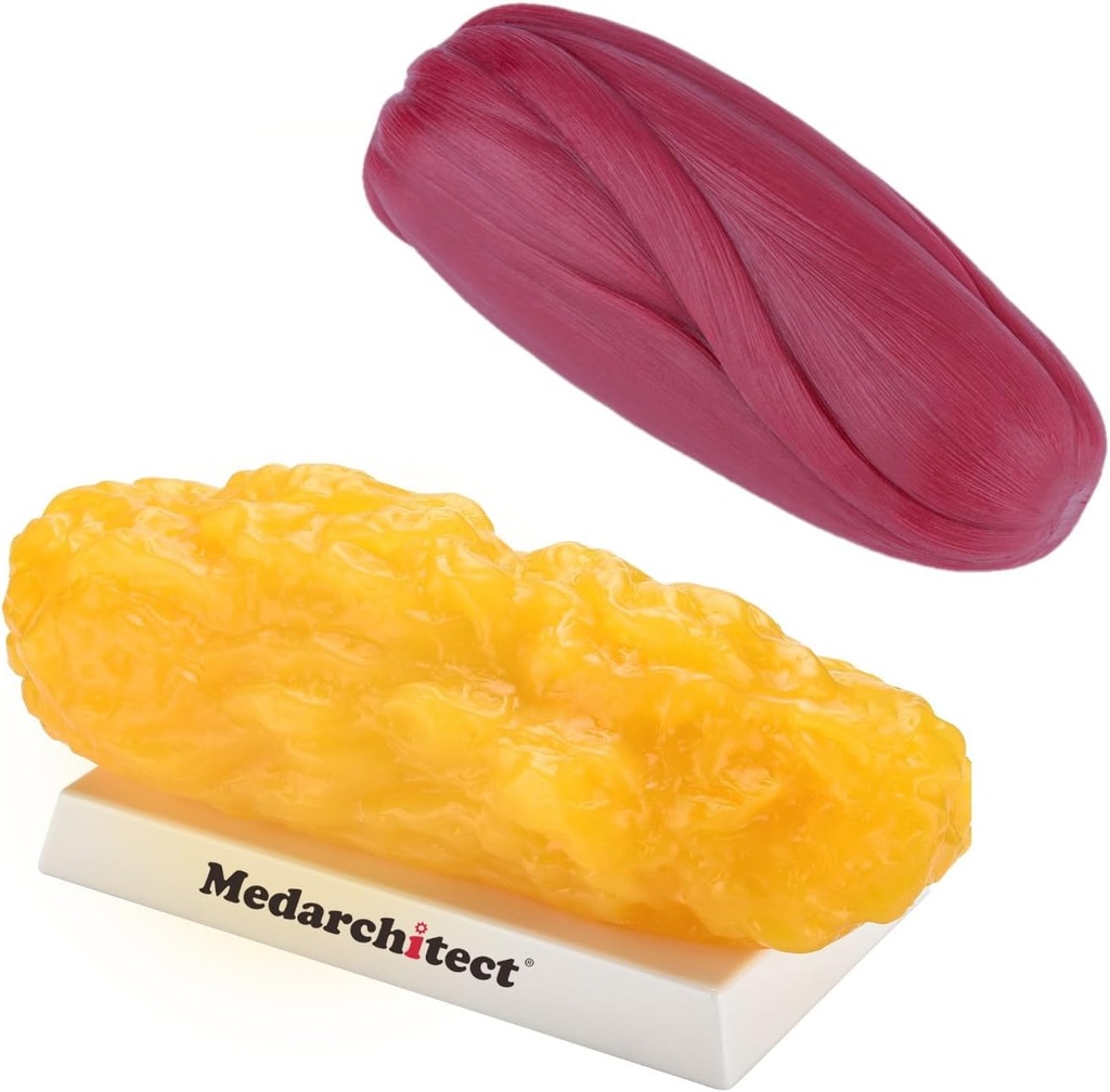 Medarkitekt Autentiske Menneskelige Krop Fedt & Muskelreplica - 5 LB
