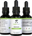 Reishi Mushroom Extract - flydende tinktur - Supplement til Immunity Defense & Brain Support, Support Sund Leverfunktion, Energy Booster, & Sleep Better, 1oz af Ziggy Health