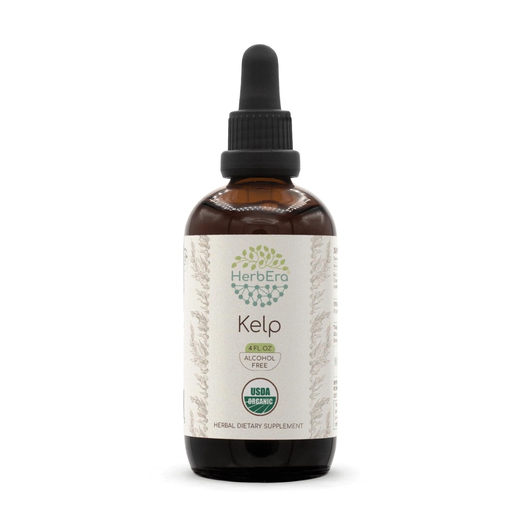 HerbEra Kelp B120 USDA Organic Tincture | Alcohol-Free Extract, High-Potency Herbal Drops | Certified Organic Kelp (Ascophyllum nodosum) Dried Plant (4 oz)