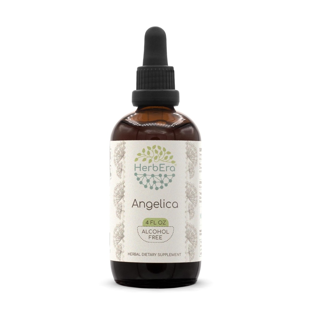 Angelica B120 Alcohol-Free Herbal Extract Tincture, Concentrated Liquid Drops Natural Angelica archangelica Dried Root (4 fl oz)