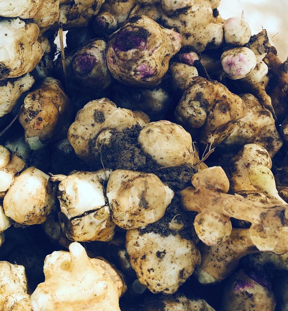 Organic Jerusalem Artiskoke Tubers (Helianthus tuberosus) - Sunchokes, Sunroot eller Jerusalem Artiskokker til Plantning eller Spisning - 5 Tubers by Smoke Camp Crafts