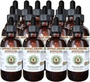 Echinacea Alkohol- Free Liquid Extract, Echinacea (Echinacea Angustifolia) Tørret Root Glycerit Hawaii Pharm Natural Herbal Supplement 15x4 oz