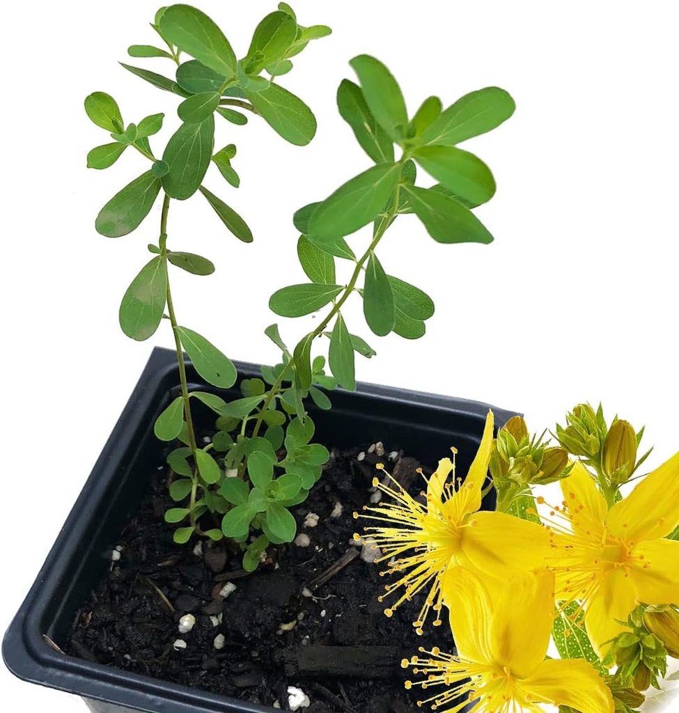 Organic Saint John 's Wort Plant, (Hypericum Perforatum) 2,5 tommer Pot - St. John' s Wort Live Plant