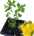 Organic Saint John 's Wort Plant, (Hypericum Perforatum) 2,5 tommer Pot - St. John' s Wort Live Plant