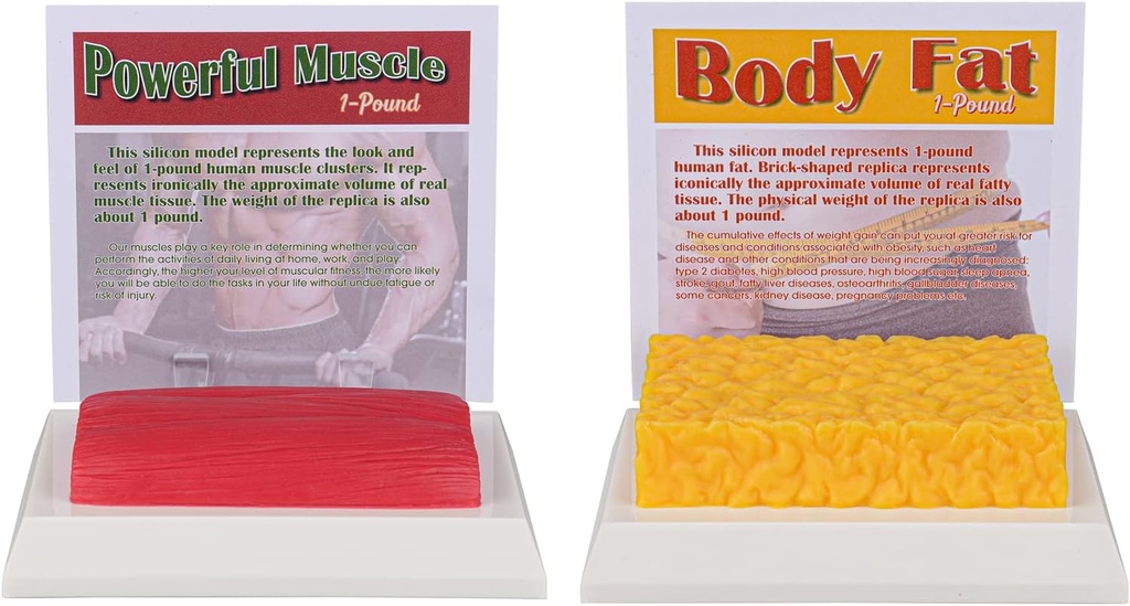 SimCoach Human Body Fat & Muscle Replica 1 Lb, Hold Fit & Fitness Motivation & Reminder, Human Muscle Fat Model for Nutritionist, Atlete