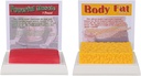 SimCoach Human Body Fat & Muscle Replica 1 Lb, Hold Fit & Fitness Motivation & Reminder, Human Muscle Fat Model for Nutritionist, Atlete