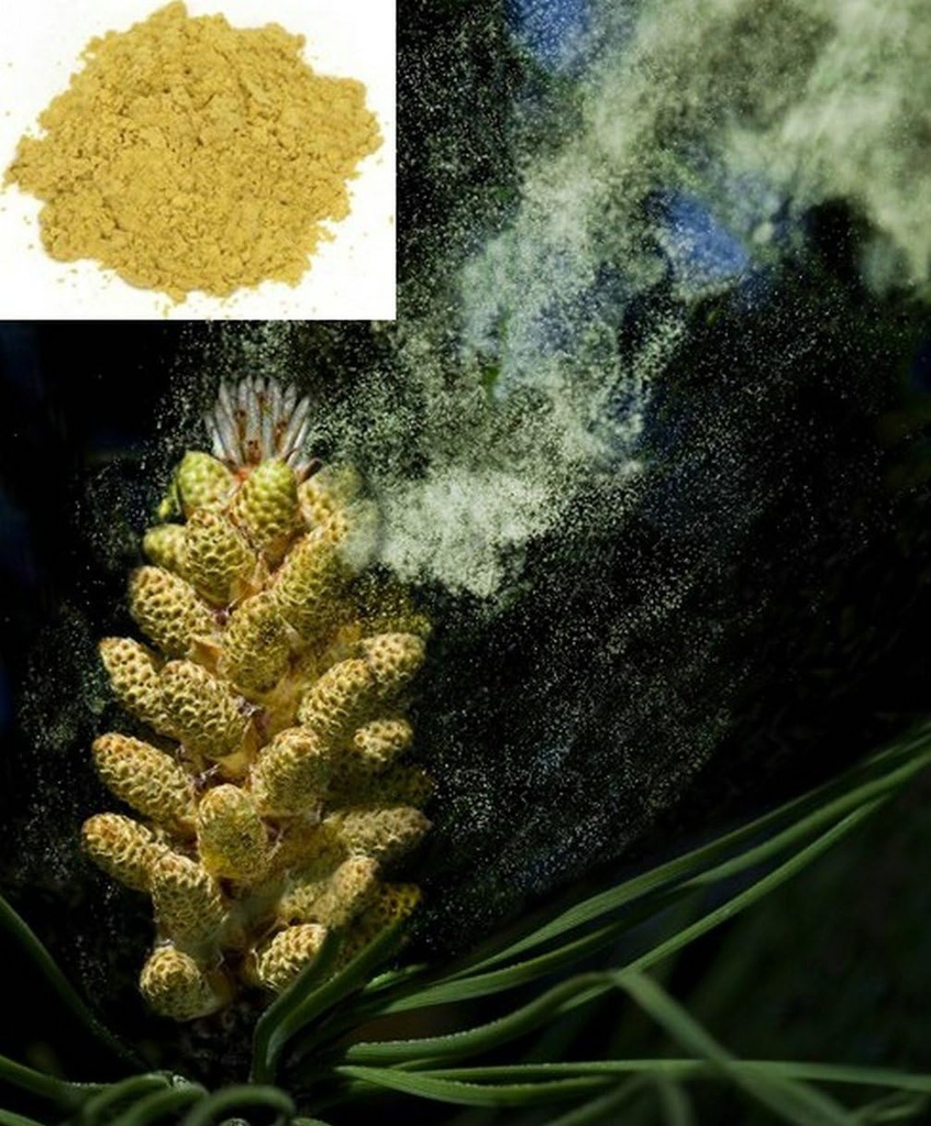 1KG (2,2 LB) Cracked Cell Wall Herbal Masson Pine Pollen Powder, 100% Pure & RAW - Wild HARVESTED - Ultimate SUPERFOOD