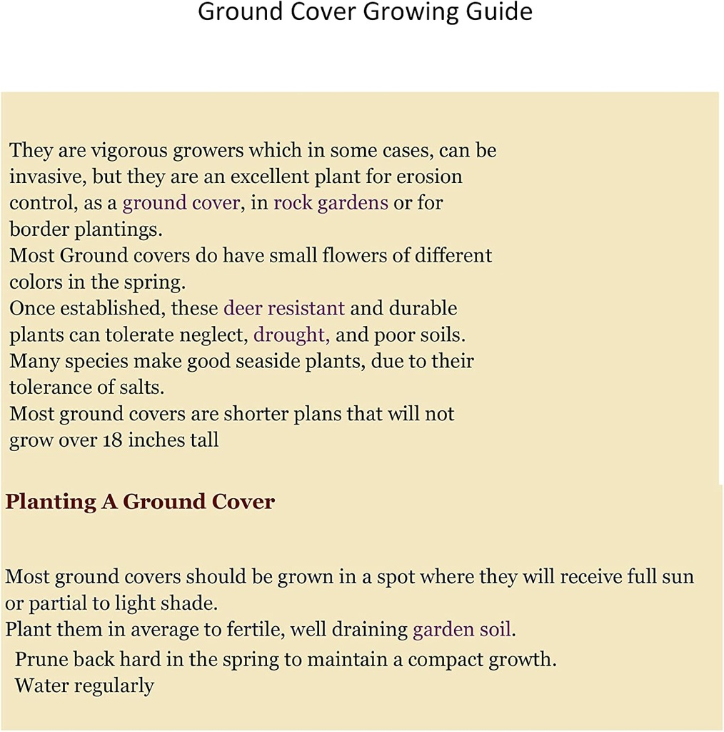 Creeping St Johns Wort / BRIGADOON / Hypericum Calyinum in 4 tommer Pots (2)