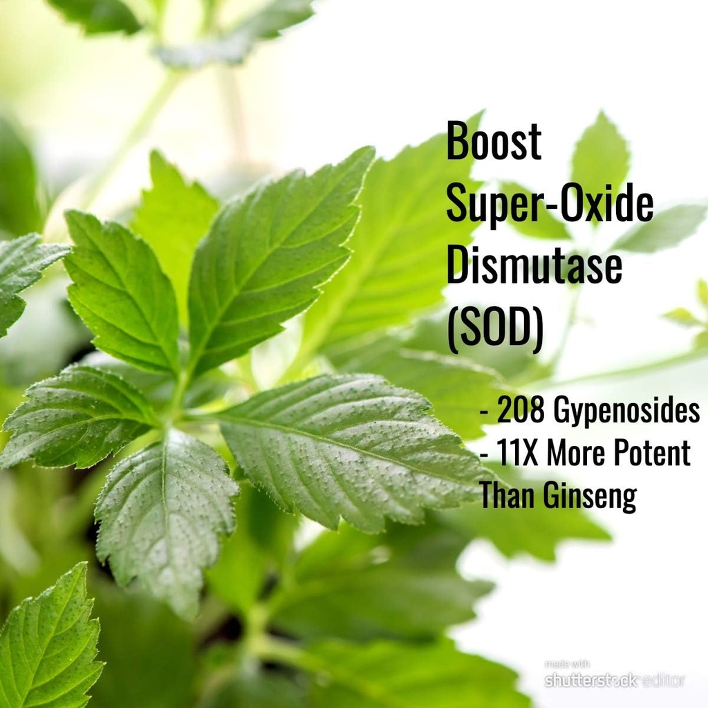 Immunogenitea Gynostemma kapsler (Jiaogulan) - Whole Leaf Full Spectrum - Natural Adaptogen & AMPK Activator Supplement - Veggie kapsler - 100 Count, 500mg