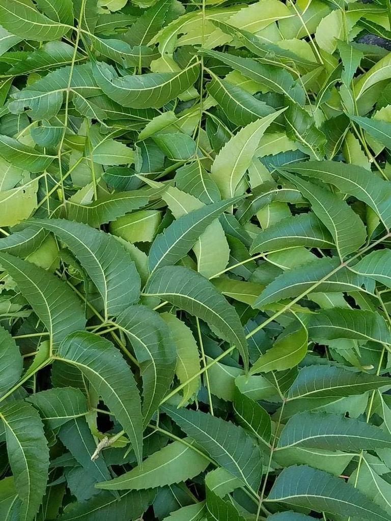 Friske Neem Leaves, Azadirachta Indica, Margosa, fra South Florida. (3 OZ)