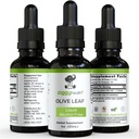 Olive Leaf Extract Liquid Tinktur - Økologisk - Alkohol Free Dietary Supplement - Ekstra styrke - Kardiovaskulær og samlet sundhedsstøtte - Vegan - 1 oz af Ziggy Health