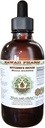 Butcher 's Broom Alkohol- Free Liquid Extract, Organic Butcher' s Broom (Ruscus aculeatus) Tørret Root Glycerite Hawaii Pharm Natural Herbal Supplement 4 oz