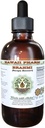 Brahmi Alkohol- Free Liquid Extract, Organic Brahmi Liquid (Bacopa Monnieri) Hele tørret Herb Glycerite Hawaii Pharm Natural Herbal Supplement 2 oz