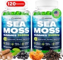 Sea Moss Gummies, 3100 mg Irish True Sea Moss Seamoss Gummies for Kvinder & Mænd med Bladderwrack, Burdock Root, Elderberry C-vitamin og zink til Detox Cleanse, Immun, Hud, fordøjelsesbesvær, Organisk, 120Ct
