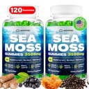 Sea Moss Gummies, 3100 mg Irish True Sea Moss Seamoss Gummies for Kvinder & Mænd med Bladderwrack, Burdock Root, Elderberry C-vitamin og zink til Detox Cleanse, Immun, Hud, fordøjelsesbesvær, Organisk, 120Ct