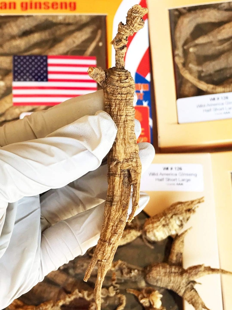 8OZ = 227g / Box American Wild Ginseng 15 ~ 20 År, Wisconsin hele Ginseng Root håndplukket 124; og & lt; i & gt; & gt; & gt; & gt; & gt; & gt; & gt; & gt; & gt; & gt; & gt; & gt; & gt; & gt; & gt; & gt; & gt; & gt; & gt; & gt; & gt; & gt; & gt; & gt; & gt; & gt; & gt; & gt; & gt; & gt; & gt; & gt; & gt; & gt; & gt; & gt; & gt; & lt; & gt; & gt; & gt; & gt; & gt; & gt; & gt; & gt; & gt; & gt; & gt; & gt; & gt; & gt; & gt; & gt; & gt; & gt; & gt; & gt; & gt; & & & & gt; & gt; & gt; & gt; & gt; & & gt; & gt; & gt; & gt; & gt; & gt; &