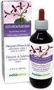 Naturalma Sydafrikansk Pelargonium eller Umckaloaba (Pelargonium sidoides) Root Alkohol- Free Tincture - 6,76 fl oz Liquid Extract in Drops - Herbal Supplement - Vegan